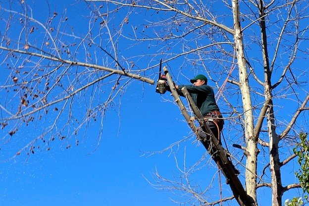 Overgrown tree canopy with dense branches before professional tree trimming and pruning service in St. Louis, MO.