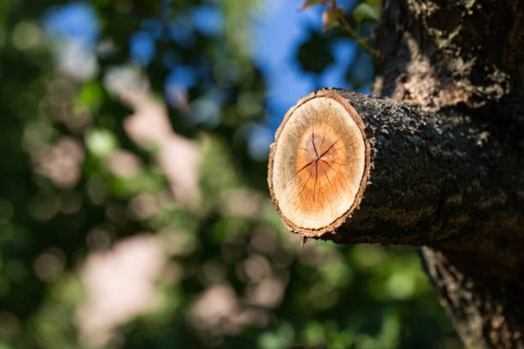 Freshly pruned tree branch showing clean, professional cuts made during expert tree trimming and pruning services by Gateway Tree Experts