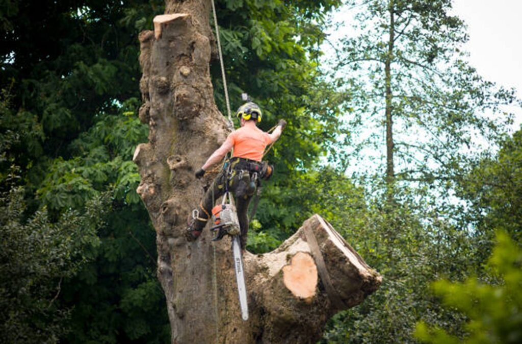 Certified arborist safely removing a large tree using climbing gear and a chainsaw during a residential tree removal project in St. Louis, MO.