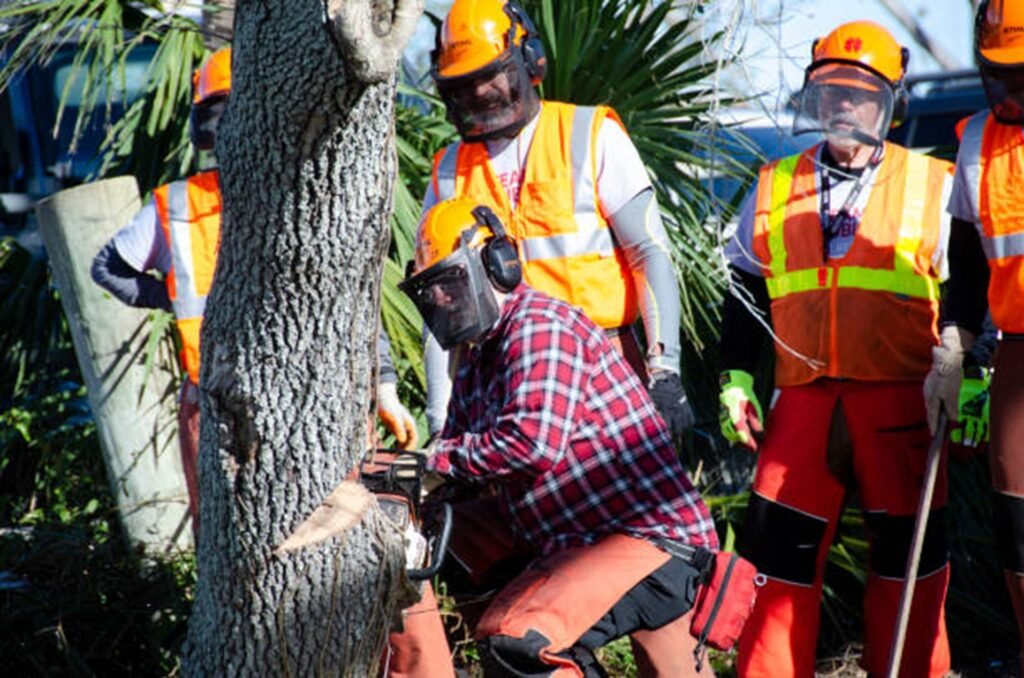 Professional tree removal crew safely cutting down a residential tree using chainsaws and protective safety equipment in St. Louis, MO.