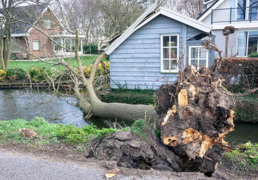 Large uprooted tree lying beside a residential property after severe storm damage, requiring professional cleanup in St. Louis, MO.