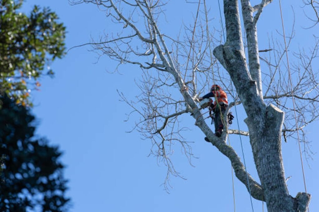 Professional arborist safely removing a large tree using climbing equipment during a residential tree removal project in St. Louis, MO.