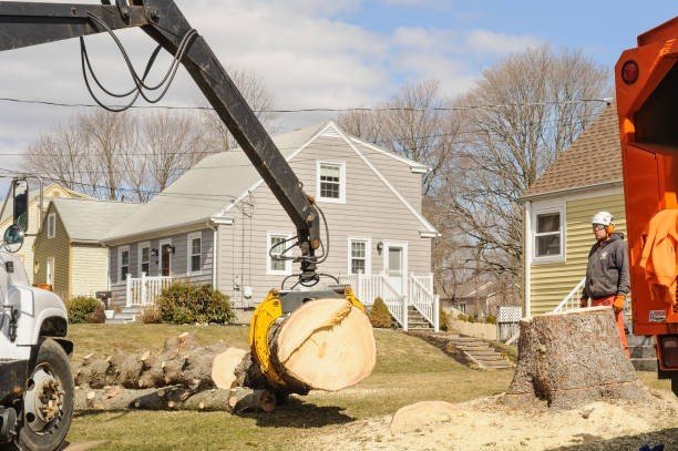 Professional emergency tree service crew cutting and removing a large fallen tree blocking a residential street in St. Louis, MO.