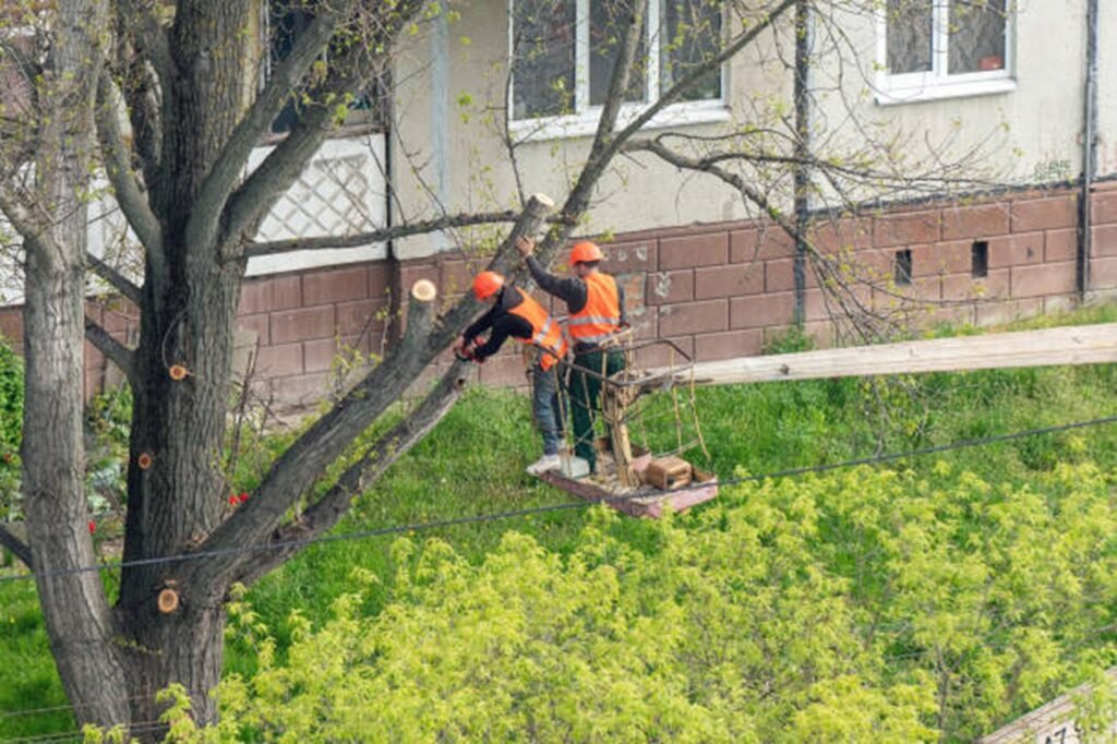 Professional tree trimming crew using an aerial lift to prune large tree branches at a residential property in St. Louis, MO.